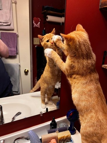 An orange cat tries to catch their paws in a mirror.