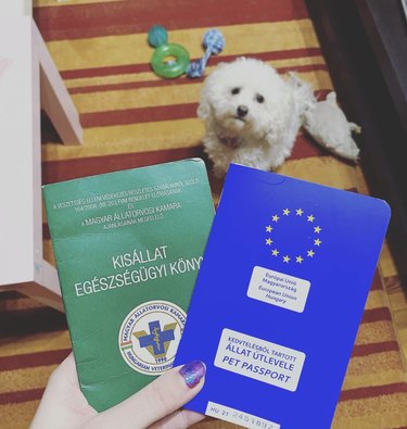 white fluffy dog pictured with his pet passport
