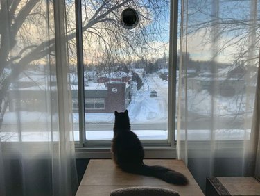 A fluffy cat with a long tail sitting on a wooden table in front of a large window. Gauzy curtains hang to either side of the cat. A snowy city view and a bare tree are visible through the window.