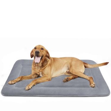 Dog laying on dog crate bed