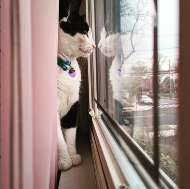 Soft pink curtains frame a cat who is sitting on the sill with their nose touching the glass. The cat's reflection is visible in the glass.