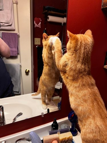 An orange cat tries to catch their paws in a mirror.
