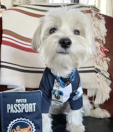 dog pictured with fake pupster passport