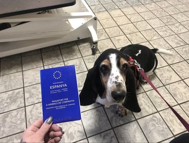 beagle dog pictured with Spanish passport