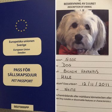 bichon havanaise dog's passport