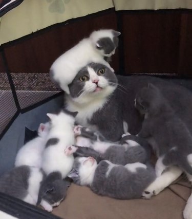 Cat with kitten on its head surrounded by more kittens