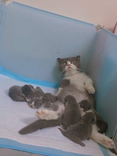 Nursing mother cat with wide eyes