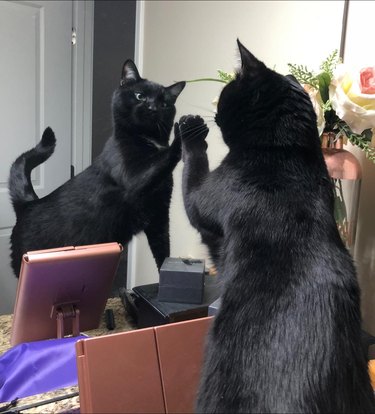 A black cat is pawing at their refletion in a mirror.