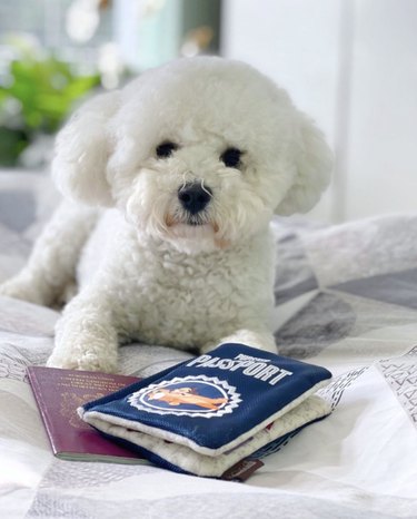 bichon dog with fake pupster passport