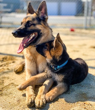 german shepherds pose for photo together