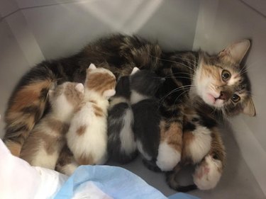 Mother cat nursing litter of kittens