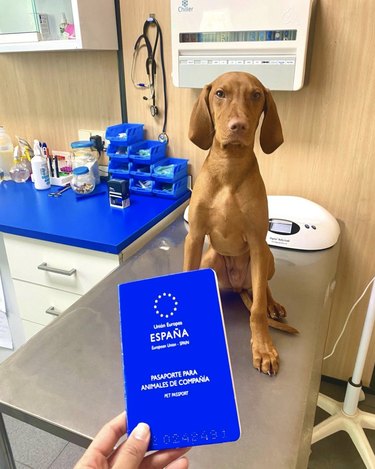 dog at the vet with his EU passport