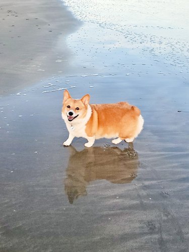 corgi walks on beach