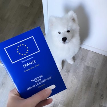 white fluffy dog with a French pet passport