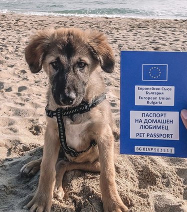 dog on the beach with a Bulgarian pet passport