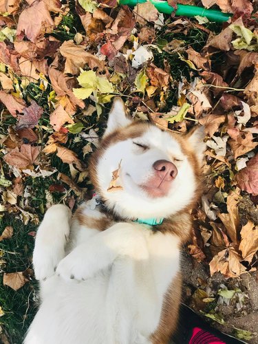 dog rolls around in leaves