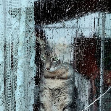 A rain-splattered window with a cat sitting inside, staring through the glass, with lace curtains beside them.