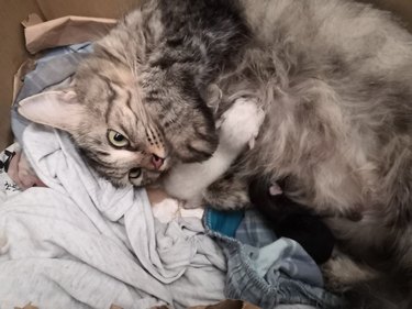 Mother cat nursing newborn kittens