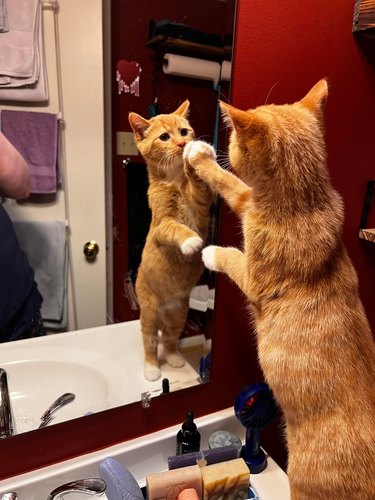 An orange cat tries to catch their paws in a mirror.