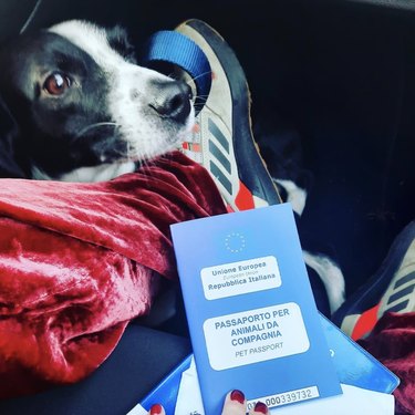 dog lying next to his pet passport