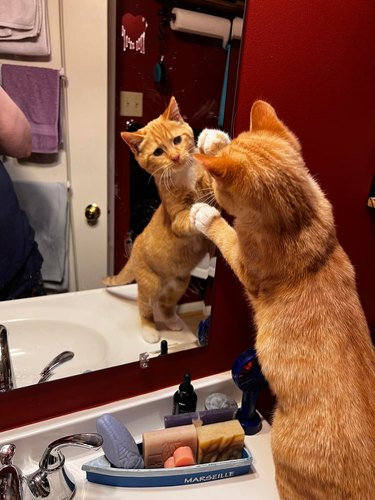 An orange cat tries to catch their paws in a mirror.