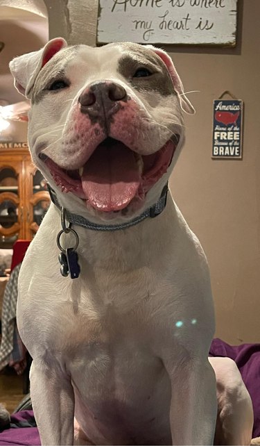 dog smiles for camera