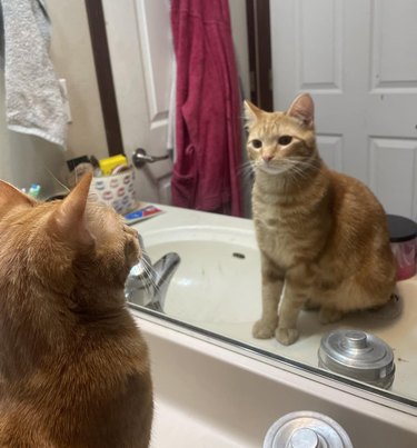 An orange cat is looking at their reflection in a bathroom mirror.