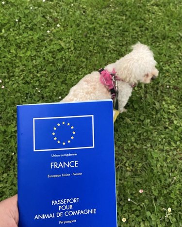 dog pictured with blue French passport