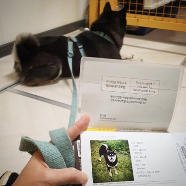 dog pictured with travel passport