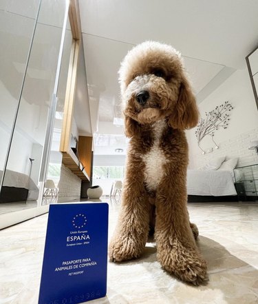 doodle dog pictured with Spanish passport