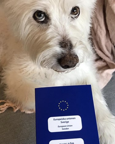 dog pictured with blue EU passport