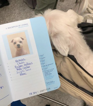 dog pictured next to his passport