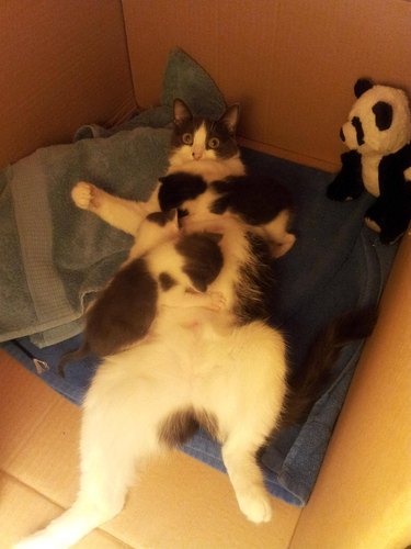 Mother cat on her back with kittens laying on top