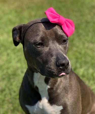 dog sports pink bow on head