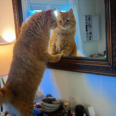 An orange cat inspects their reflection in a mirror.