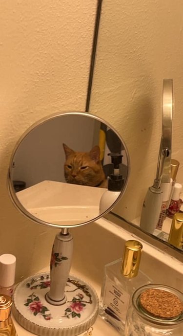 A grumpy orange cat is looking at their reflection in a makeup mirror.