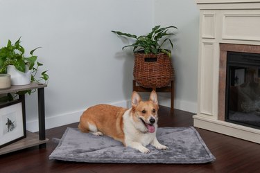 FurHaven ThermaNAP Faux Fur Self-Warming Dog Pad in Gray