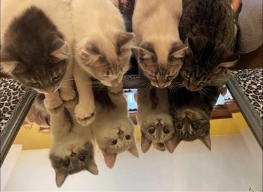 Four (now adult) cats discover their reflections in a mirror.