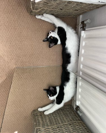 A mirror is leaning at an angle. The lower half of a tuxedo cat is under the mirror, and they are stretched at an angle, creating an illusion that they have a mirrored body.