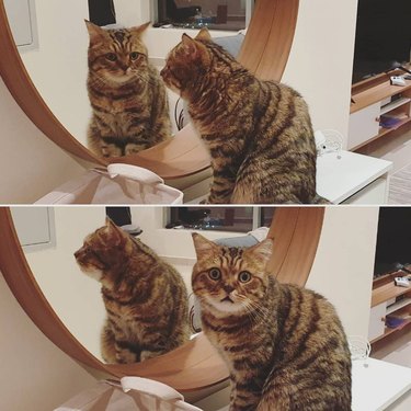 Two photos: one is of a cat looking at their reflection in a mirror, and the other is them turning away in shock.