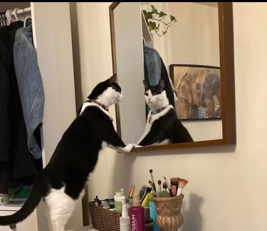 A tuxedo cat is climbing leaning their front paws on a mirror, and looking at their reflection.