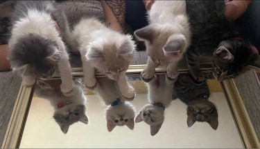 Four kittens discover their reflections in a mirror.