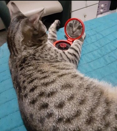 A cat stares at their face in a makeup/hairbrush compact mirror.