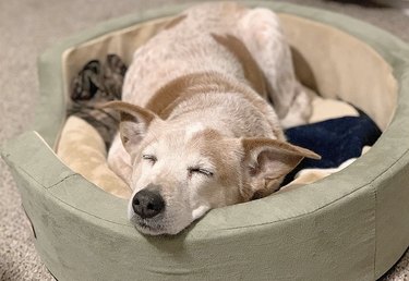 Dog in heated bed