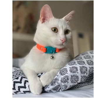 Kittyrama Meadow Cat Collar with Bell