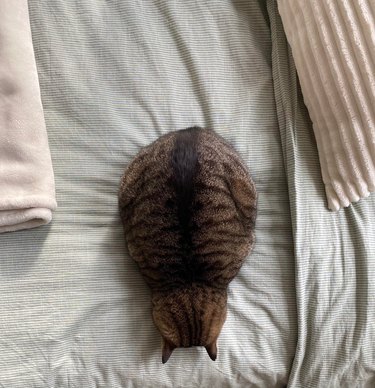 Cat photographed from above sleeping facedown on bed