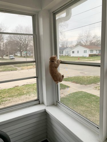 Cat doing a pull-up on a window and looking outside.