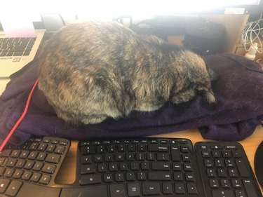 Cat sleeping facedown on blanket in front of keyboard