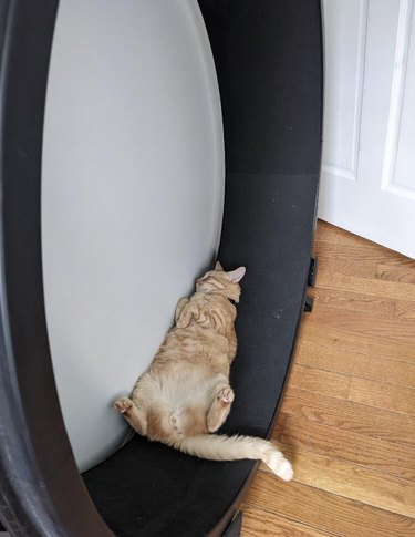 Ginger cat sleeping on exercise wheel.