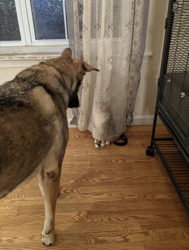 dog sees cat hiding behind curtain